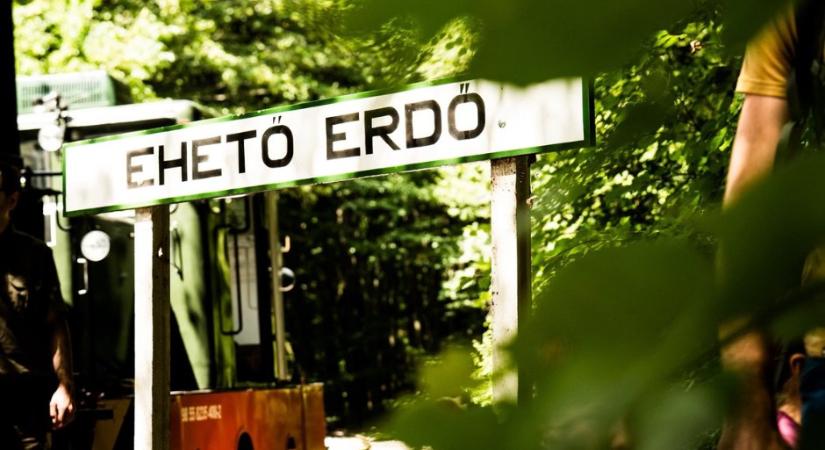 Mindenkit lehengerelt a miskolci program: nemzetközi díjat nyert az Ehető erdő