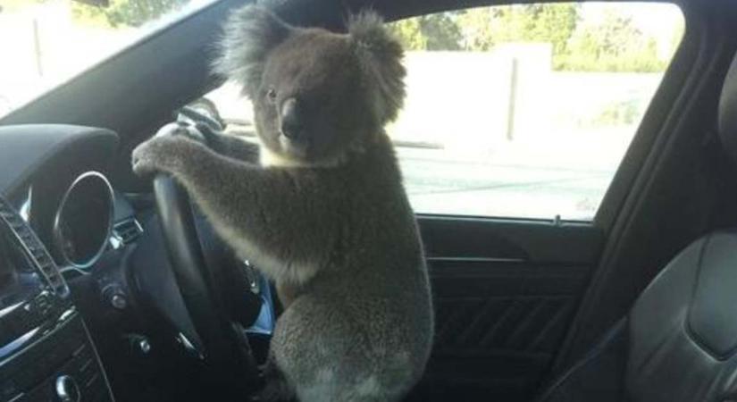 Tömegkarambolt okozott Ausztráliában egy koala