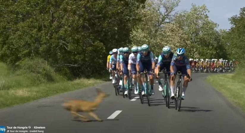 Befutó őz okozott kis híján balesetet a Tour de Hongrie-n – videó