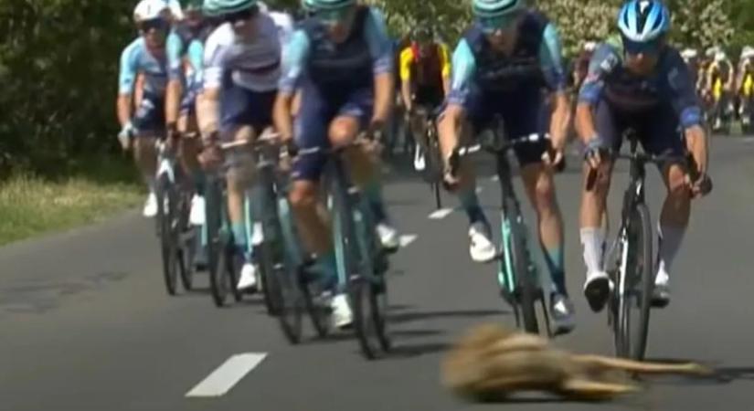 Nem sokon múlott a bukás: őz csúszott át a Tour de Hongrie mezőnye előtt