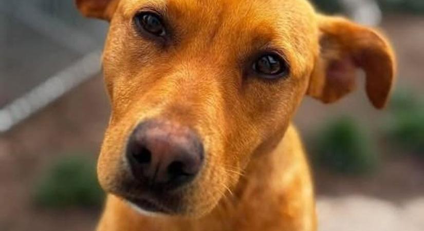 Ezek a szemek! Ön nemet tudna mondani Mignonnak, ennek a cuki kutyusnak?