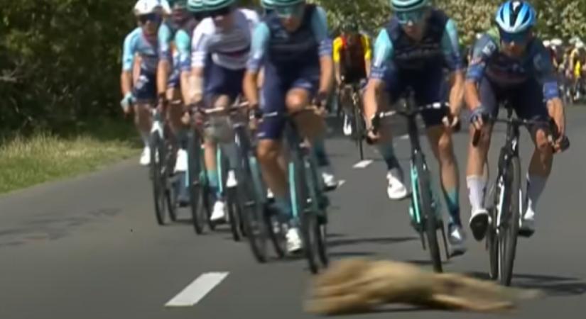 Egy úton keresztbe csúszó őz okozott riadalmat a Tour de Hongrie-n