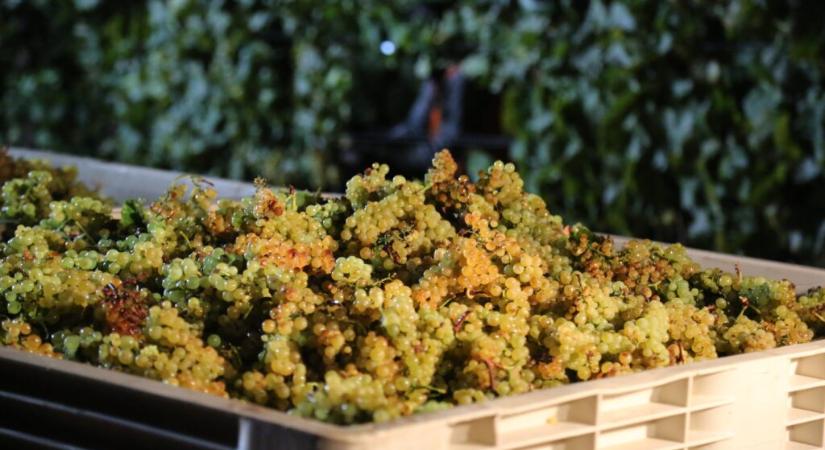 Visszaszorulhat a Chardonnay termesztése Magyarországon?
