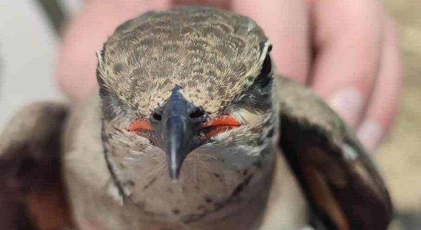 Hortobágyi Nemzeti Park: először sikerült bizonyítékokat gyűjteni a magyarországi székicsérek vonulási útvonaláról és telelőhelyéről