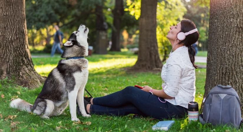 Mit jelent, ha a kutyád vonyít szirénára vagy zenére? 9 evolúciós és tanult ok