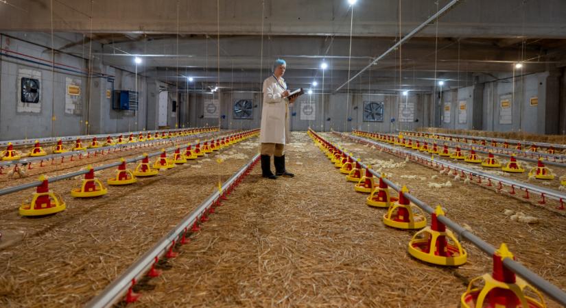 Döntött a hatóság: megszűnt a korlátozás a nagy baromfis cégnél