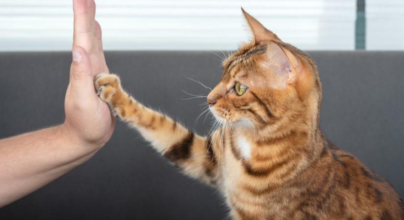 A macskák igenis taníthatók – a szakértő szerint ez az 5 lépés a kulcs