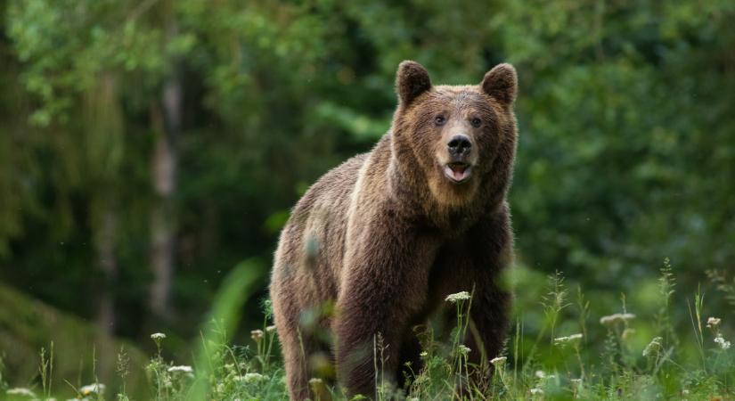 Kiadták a figyelmeztetést: fiatal barnamedve kószálhat Borsodban, legyen mindenki óvatos