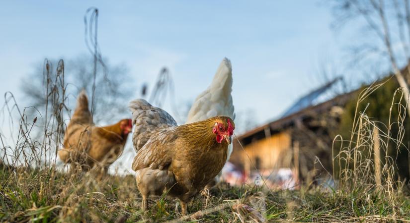 Összeomlás fenyegeti az iráni baromfiágazatot