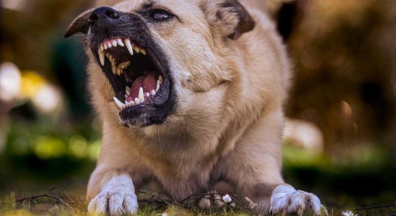 Bement a kisfiú egy idegen udvarra – Három kutya támadt rá