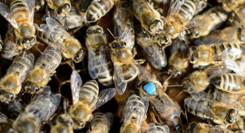 Ha nem vigyázunk, tönkremegy az akácméz-termelés alapja – Kongatja a vészharangot a szakértő