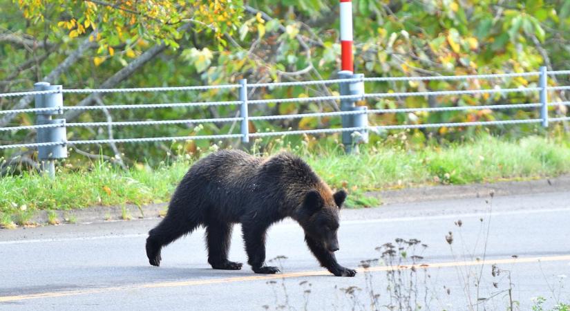 Óriási a pánik: medvét láttak Csepelen