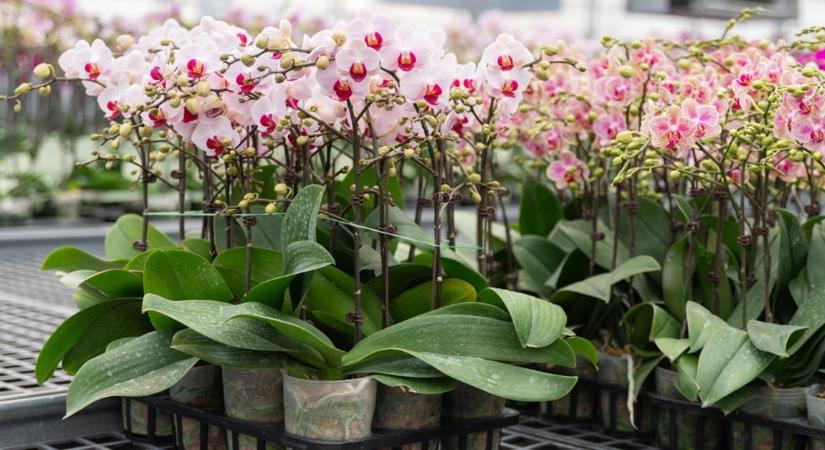 Megmutatjuk, mi zajlik az orchideabirodalom zárt ajtói mögött