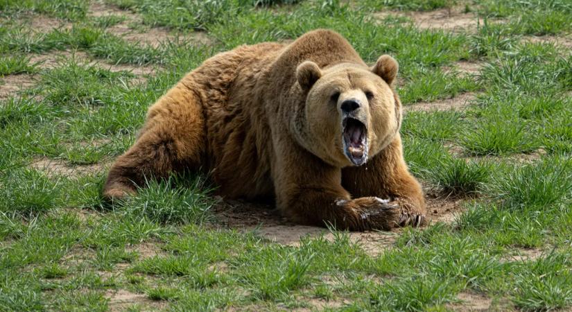Nem találja ki, hogyan veszi fel a harcot Japán a gyilkos medvékkel
