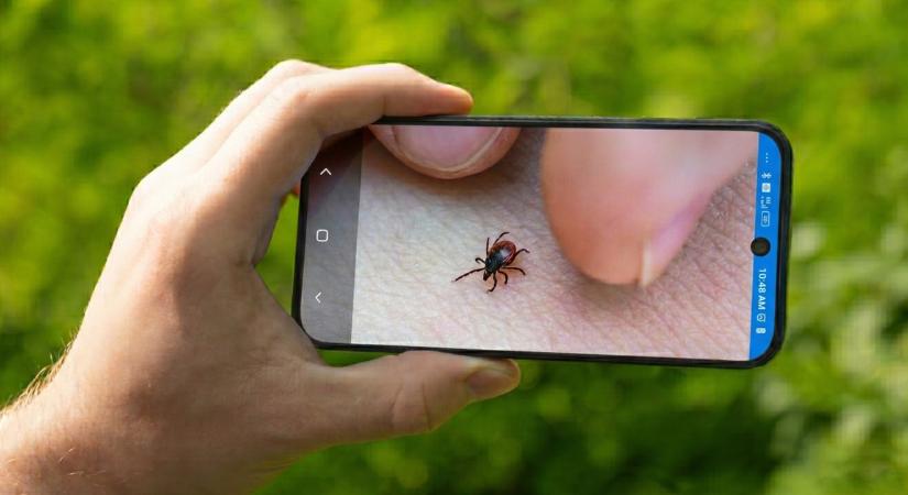 Szinte minden mobiltelefon kamerájában van beépített kullancsérzékelő – így használja!