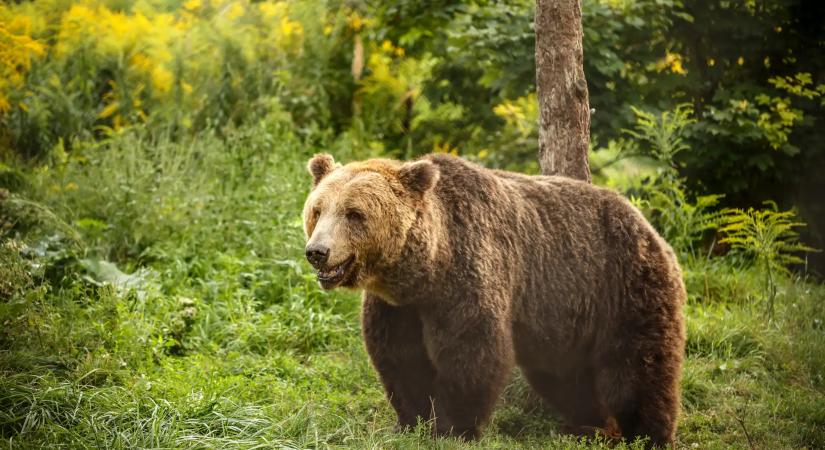 Borsodiak figyelem: Barnamedve-veszélyre figyelmeztetnek a szakemberek