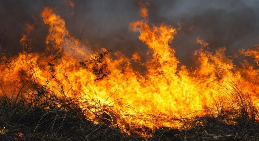 Pokoli tűz pusztít egy nyárfaerdőben Csemőnél, segítséget várnak a tűzoltók