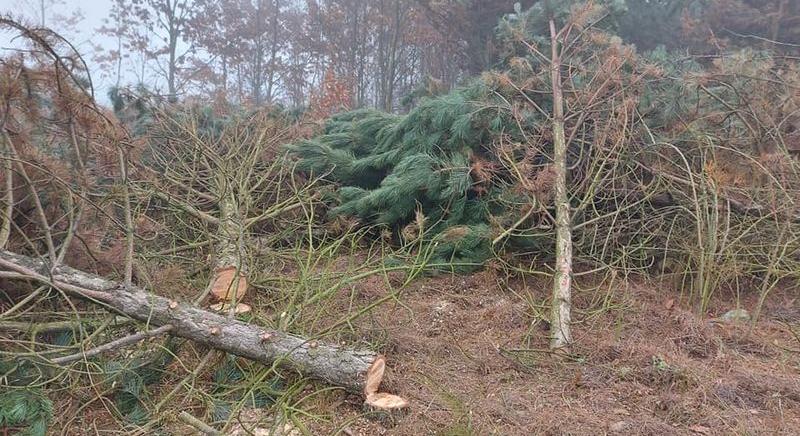 ÖT KÉRDÉS – Az országgyűlés elé került a gyulafirátóti erdőtarolás