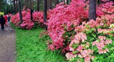Rododendron virágzása a Jeli Arborétumban 2026. június 17-ig