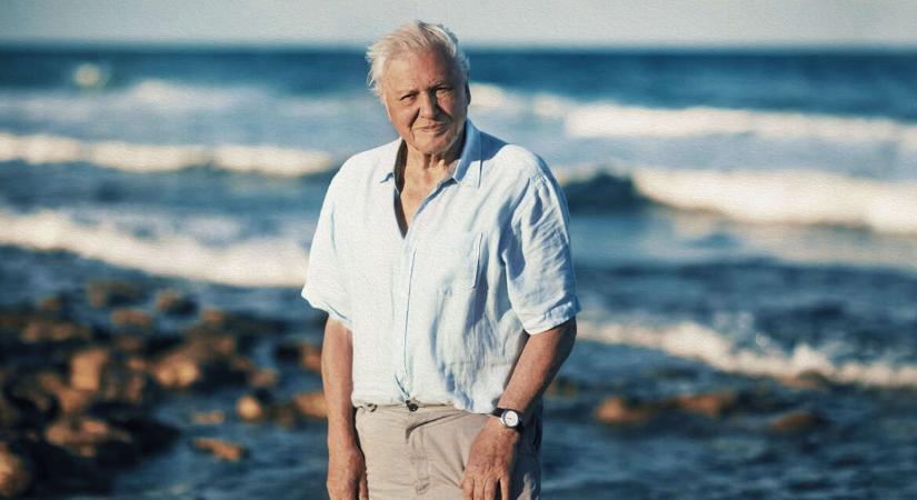Attenborough-ról nevezték el a kisbabát, aki épp a természetfilmes 100. születésnapján jött világra