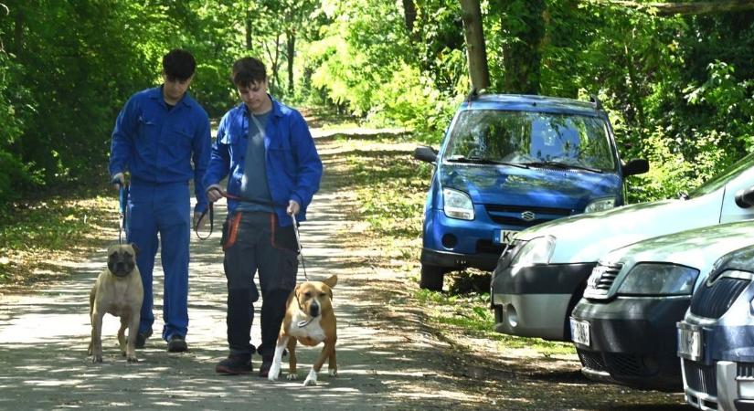 Új kenneleket készítettek a kaposvári diákok az elárvult kutyáknak