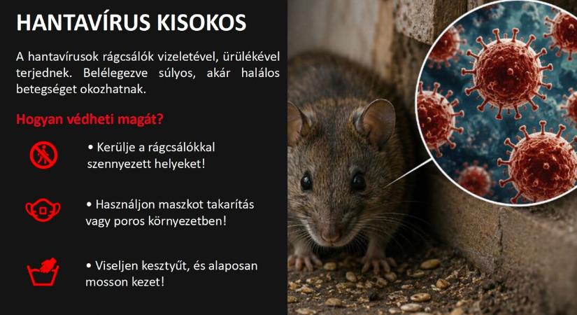 Hantavírus-kisokos: így védekezz a rágcsálók okozta veszély ellen