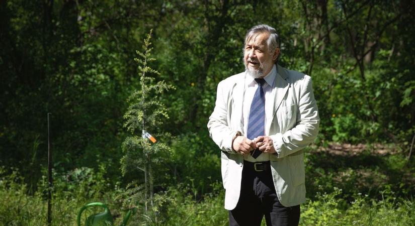 Mit ültessünk abba a kertbe, ahol csak szenved a tuja? – Ezeket a szárazságtűrő növényeket válaszd!
