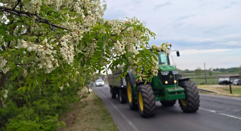 Most virágzik az akác: kevesen tudják, hogy a virága igazi finomság (galéria)