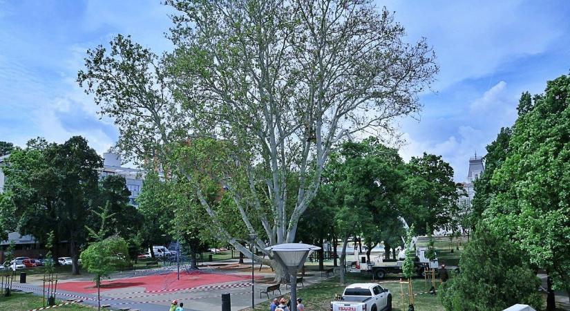 Nem vágták ki, hanem megmentették Szeged ikonikus fáját