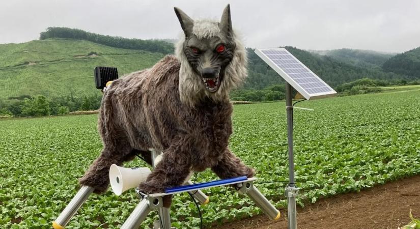 Futurisztikus robotfarkasok árasztják el Japánt – nagy a kereslet