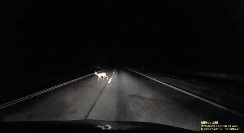 Így lesz halálos csapda az út, ha nem figyelsz – videón az úton sétáló Bambi