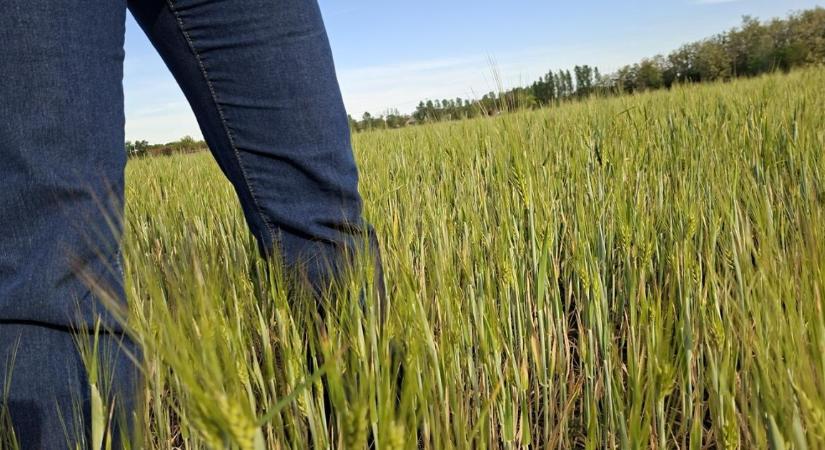Térdig érő és virágzó búzák – fotókon a növényállapot