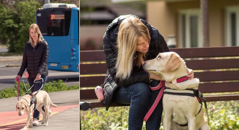 Sokkoló eset Budapesten: látássérült nő vakvezető kutyájára támadt egy utas a buszon