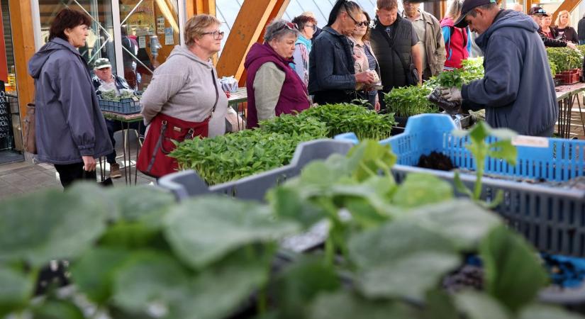 Kiöntött a palántatenger a Kaposvári Nagypiacon – egyre édesebb az eper a kínálatban, 2500 forint most egy kiló