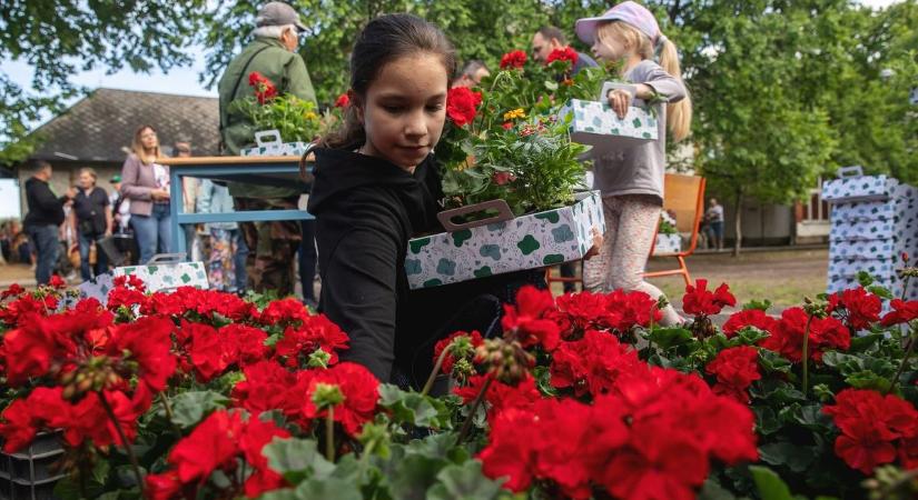 Újra lesz ingyenes virágosztás Debrecenben! – itt vannak az időpontok és a helyszínek!