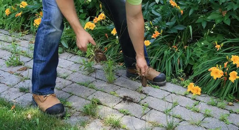 Anyósom elárulta a trükköt, amivel 100 forintból kiirtottam a gazt