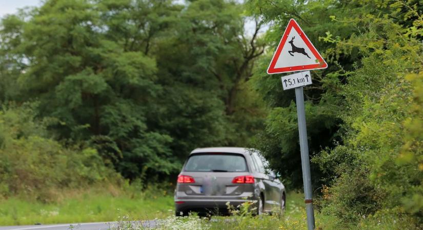 Ez a pontos jogszabály vadgázolás esetén – ekkor nem kell bírságot fizetni
