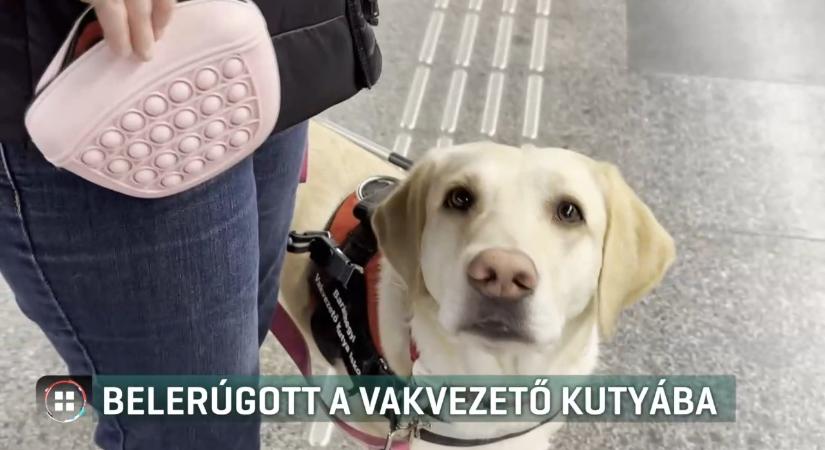 Belerúgott egy vakvezető kutyába, mert az hozzáért a szatyrához