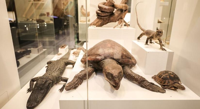 Narválszarv, krokodil, szentföldi relikvia - Ilyen kiállítást még nem látott Győr - fotókkal