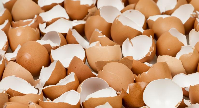 Hihetetlen, mi derült ki a tojásról: mostantól biztos, másképp tekintesz rá