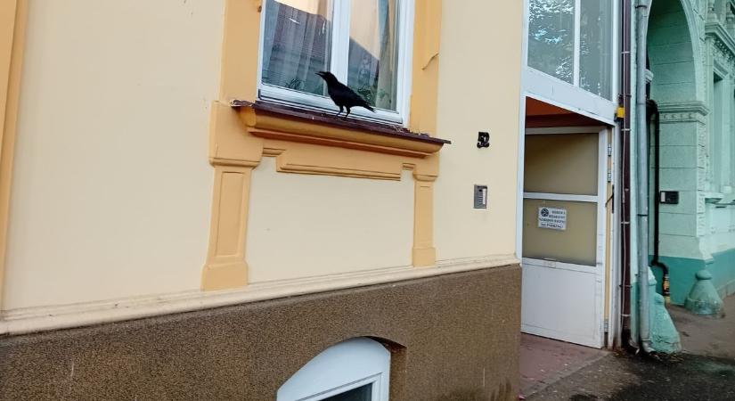 Támadásba lendültek a varjak a kaposvári belvárosban – Hitchcock megirigyelné a videóra vett jelenetet