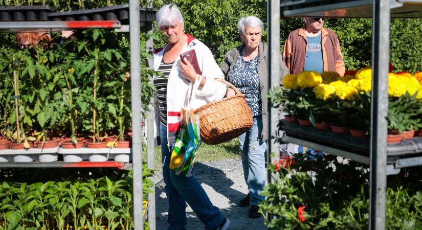 Paradicsom, paprika és jó levegő – ismét népszerű volt a palántavásár a Szombathelyi Parkerdőben (fotók)