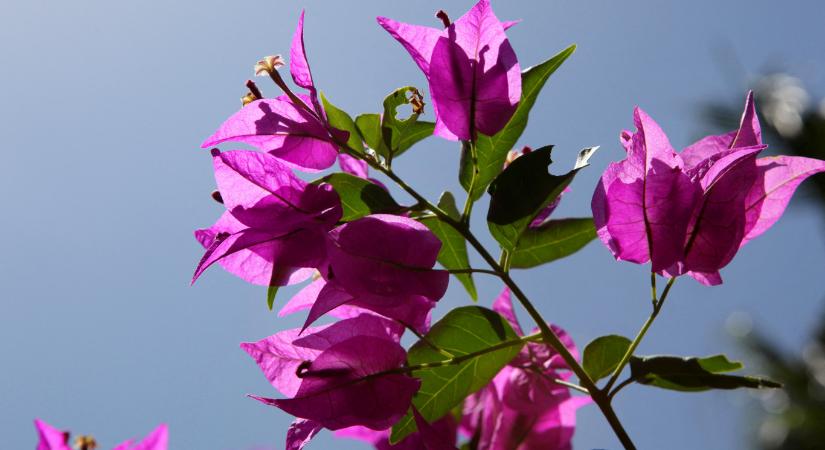Az első francia Föld körüli expedíció és az első világkerülő nő: a bougainvillea regényes története