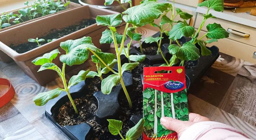 Ez nem égig érő paszuly, hanem földig érő tök – el nem hiszed, mekkora termést produkál