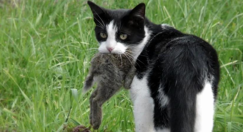 Bíróság elé került a macskakínzó, zavarták a kertjében kószáló állatok