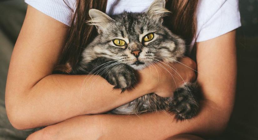 Gombok segítségével mondta el a macska, hol érez fájdalmat