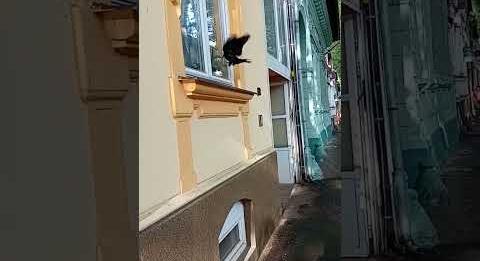 Támadásba lendültek a varjak a somogyi megyeszékhelyen (sonline.hu)