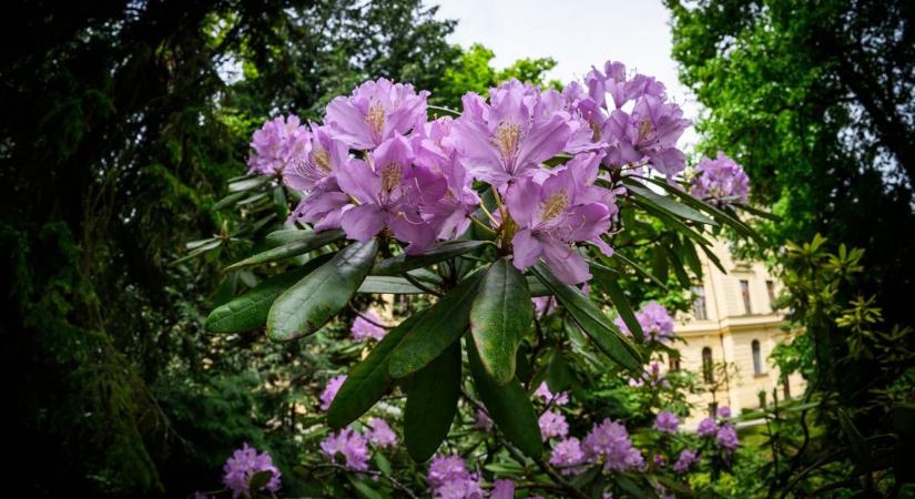 Virágoznak a rhododendronok és az azáleák a Botanikus kertben - meseszép fotók