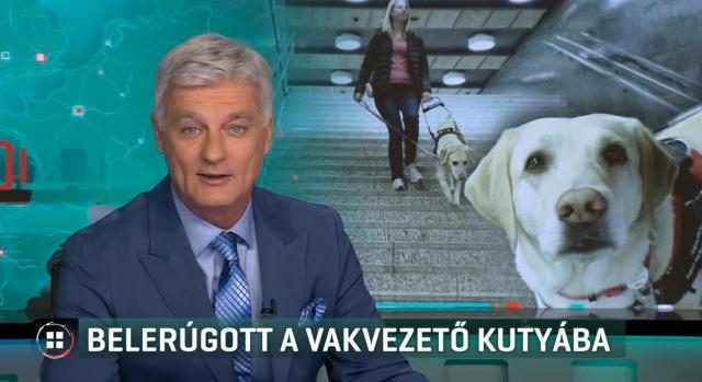 Megrúgtak a vakvezető kutyát Budapesten, mert a buszon hozzáért egy szatyorhoz