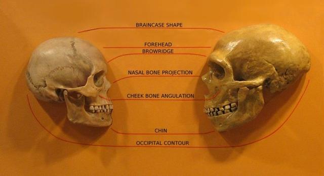 Genetikai okok miatt halhattak ki a neandervölgyiek